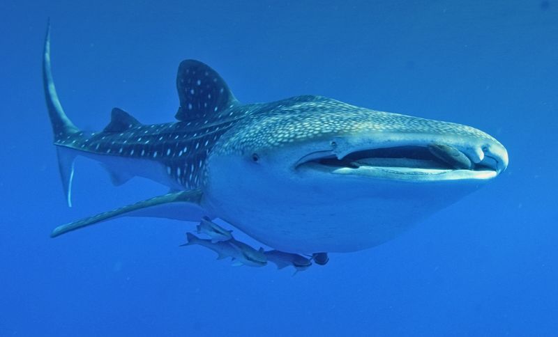 A whale shark near the ocean surface