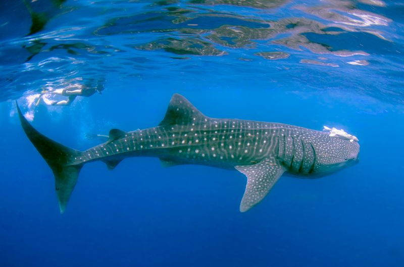A whale shark gliding through blue water
